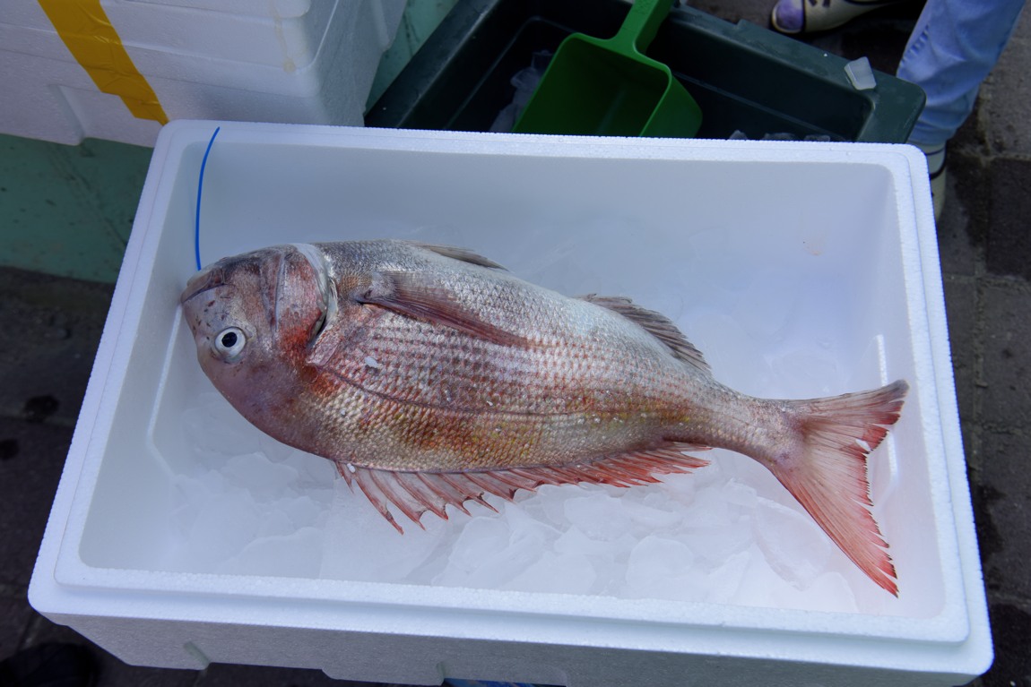 남당항 참돔 낚시대회_38.JPG