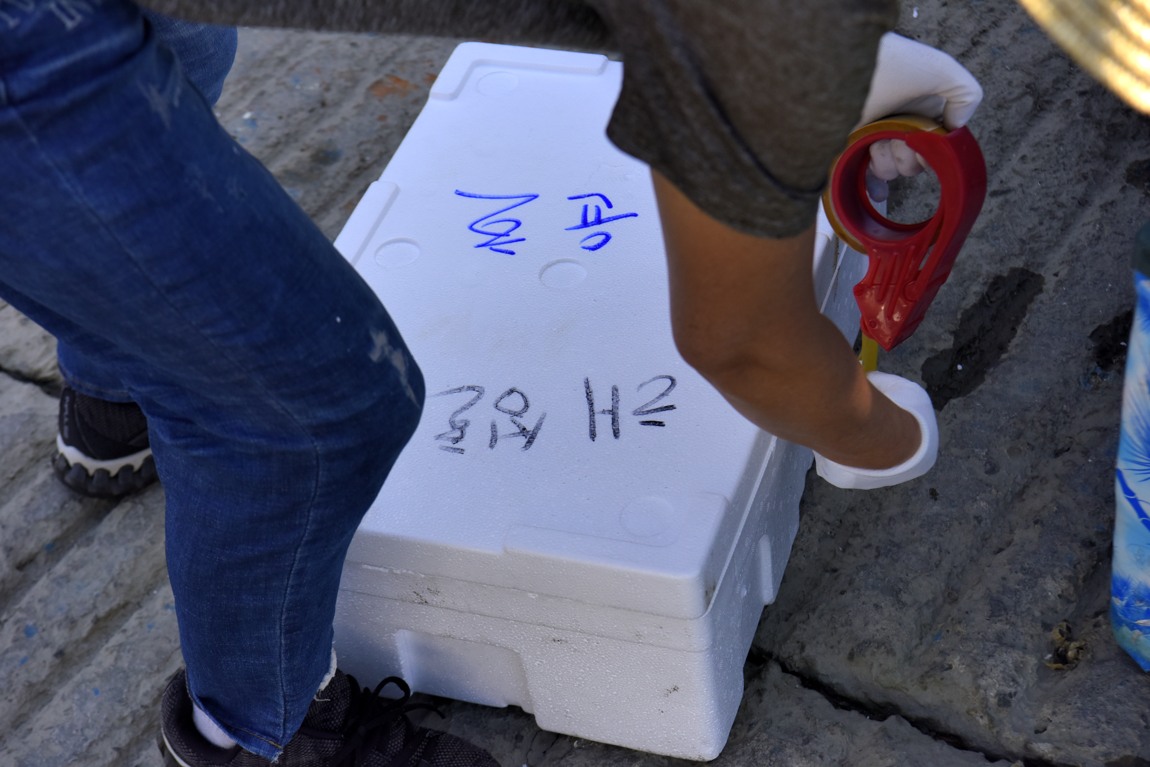 남당항 참돔 낚시대회_39.JPG