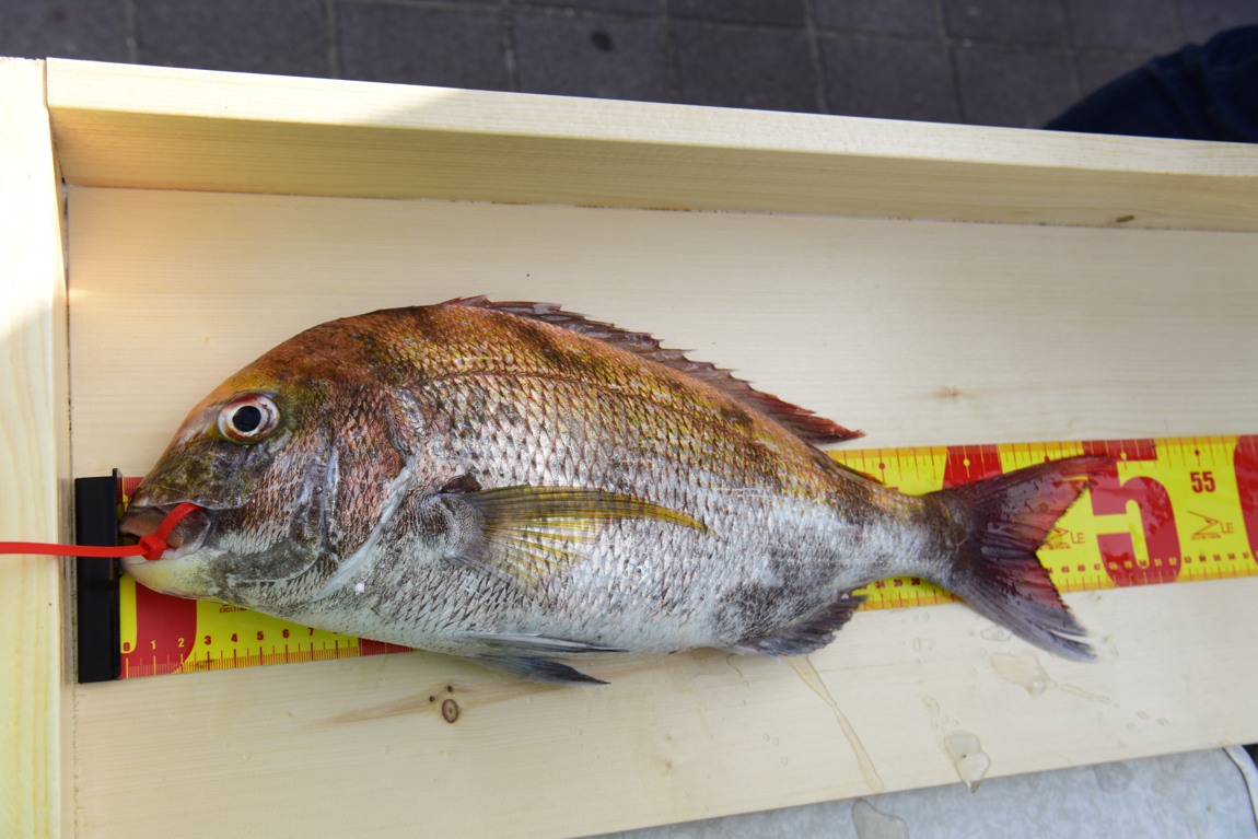 남당항 참돔 낚시대회_45.JPG