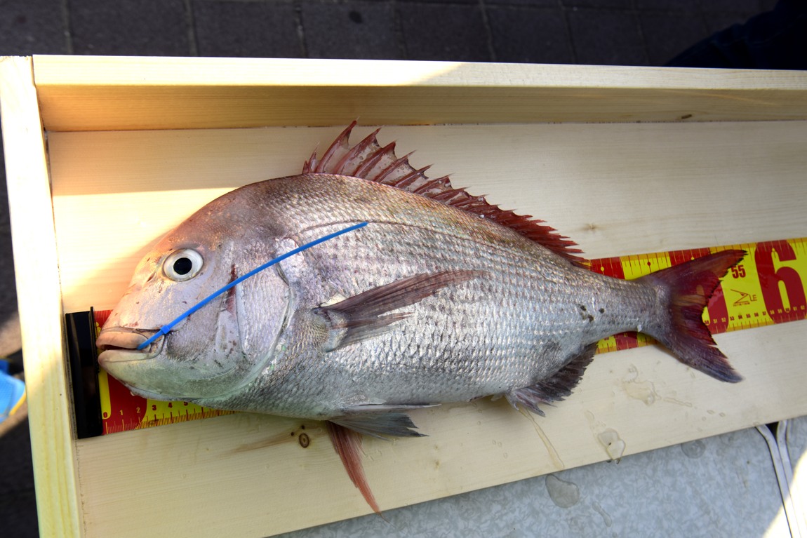 남당항 참돔 낚시대회_46.JPG