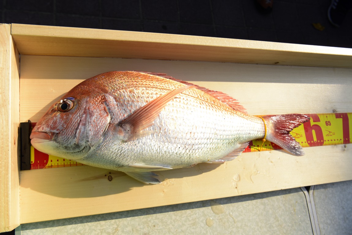 남당항 참돔 낚시대회_47.JPG