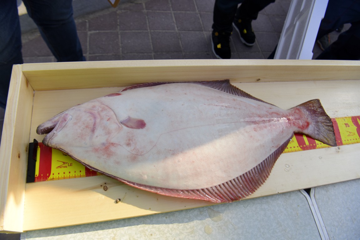 남당항 참돔 낚시대회_49.JPG