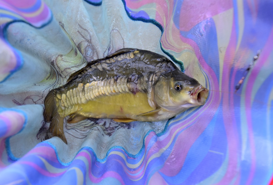 °³³ª¸® ³¬½Ã°ø¿ø_35.JPG