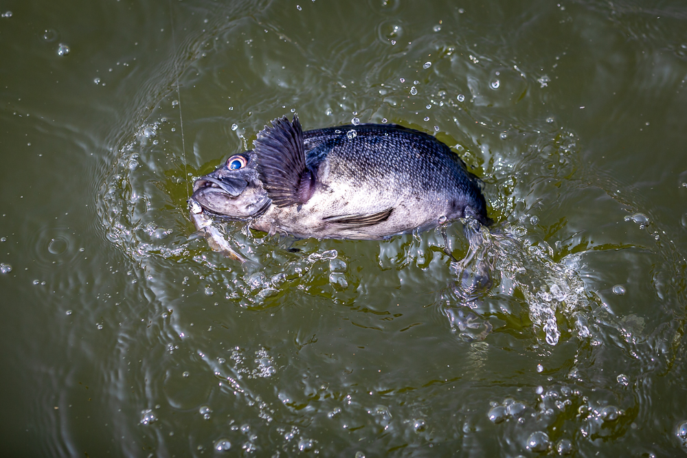 ÃÊÁö-37.jpg