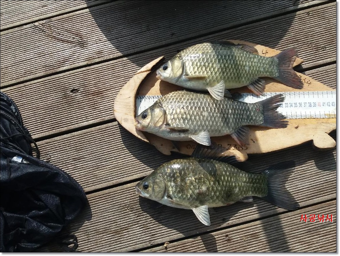 Resized_20190608_080853_2050.jpeg