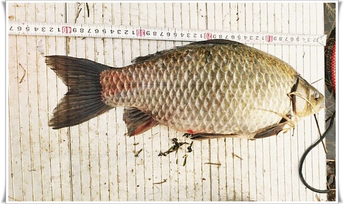 R474x0.jpg