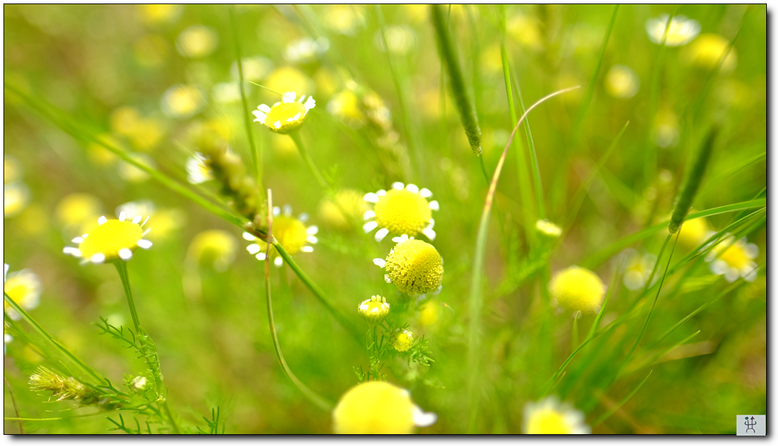 DSCF3091.jpg