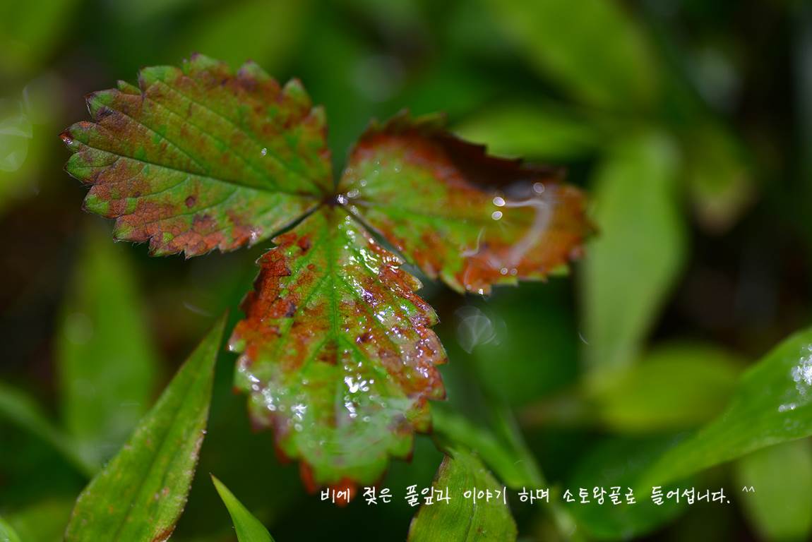 19B_2725a.jpg