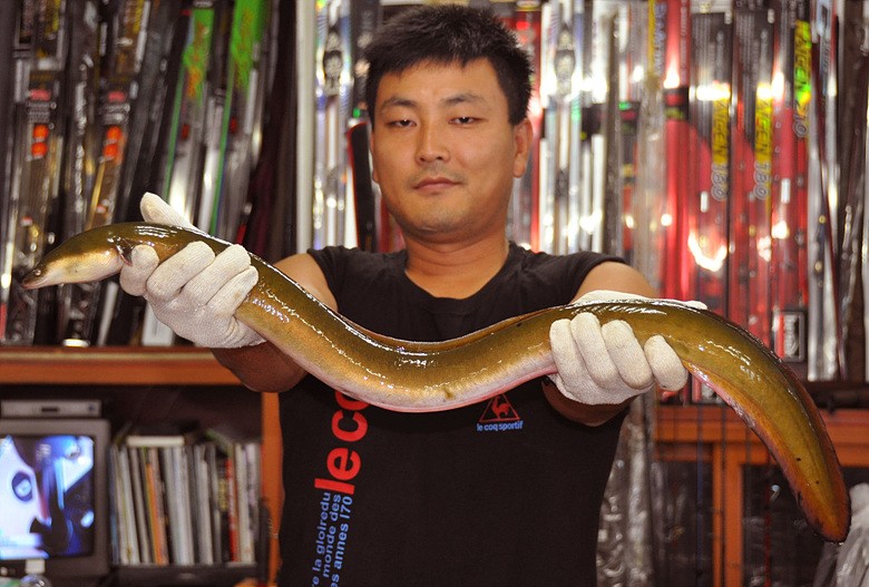 대물장어 이미지
