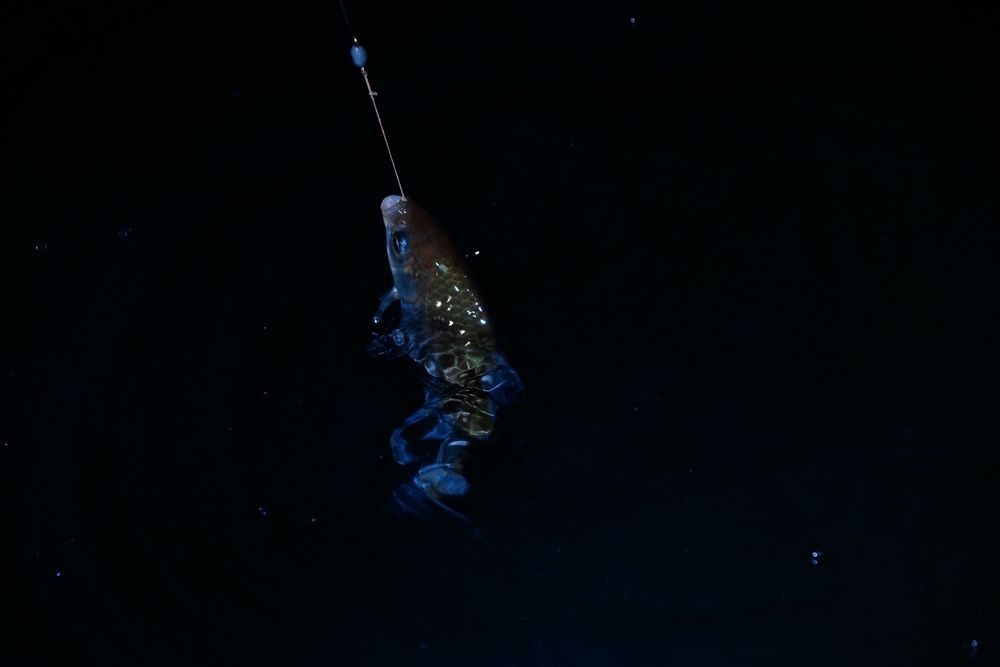 DSC.0121.JPG