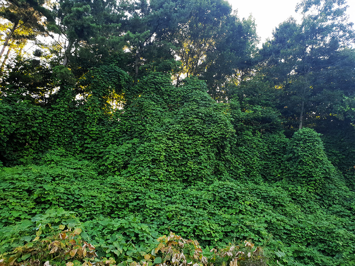 20180801_1800256.jpg