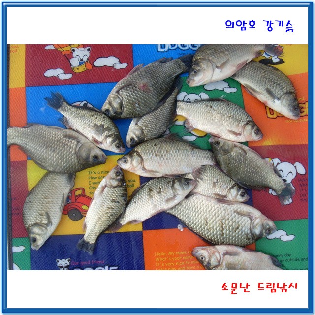 휴가철 붕어와 겨울 빙어,의암호강기슭,소문난드림낚시입니다