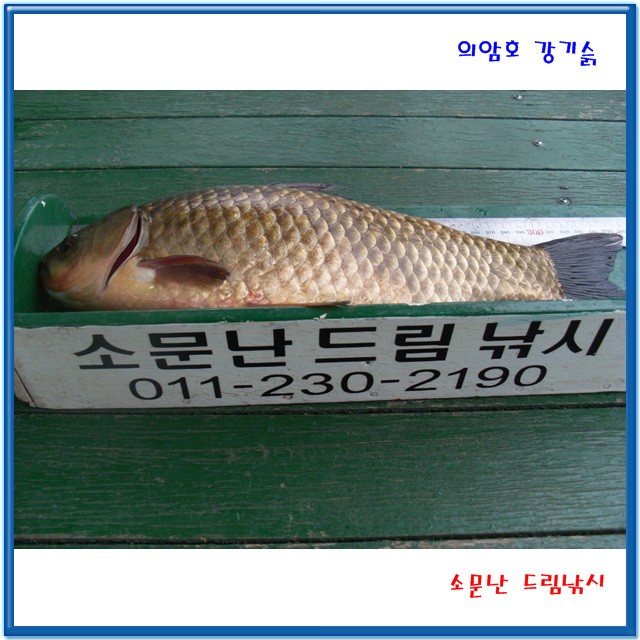 토종월척36cm,떡덩어리42cm.소문난드림낚시입니다.