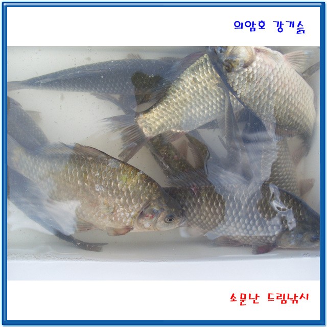 토종붕어13마리 外, 의암호 소문난 드림낚시 입니다.