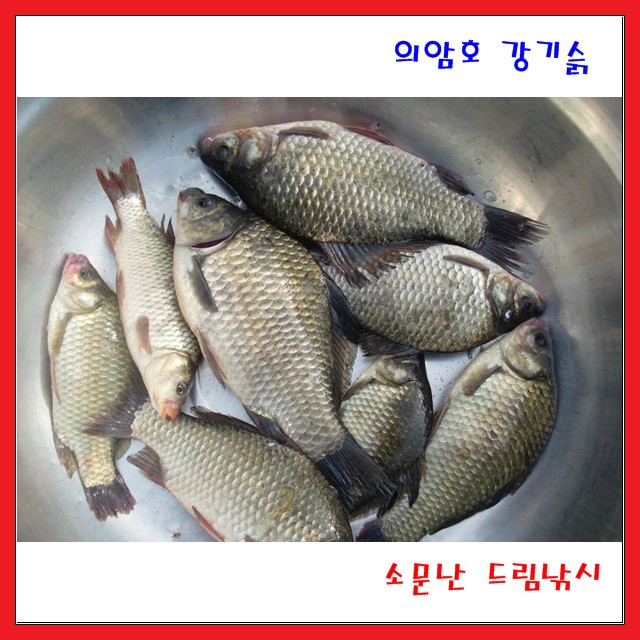 의암호강기슭,소문난드림낚시 조황입니다.