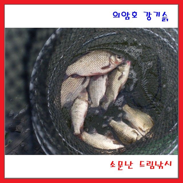 소문난] 비오는날의 조황입니다.의암호,소문난드림낚시입니다.