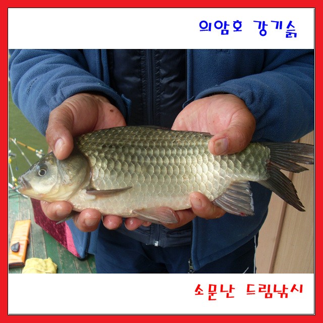 가을포인트에서 월척이 의암호 소문난드림낚시입니다._