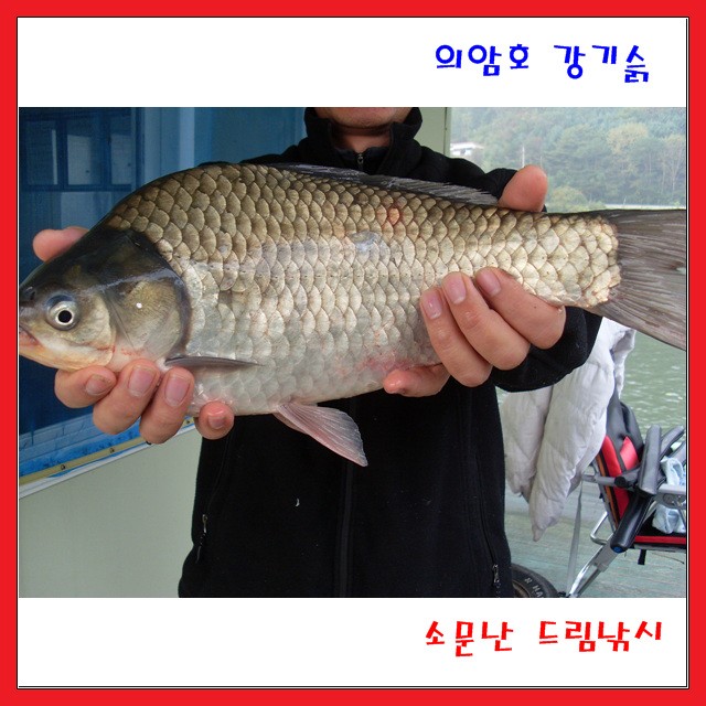 4짜가어제보다크네요,의암호,소문난드림낚시입니다