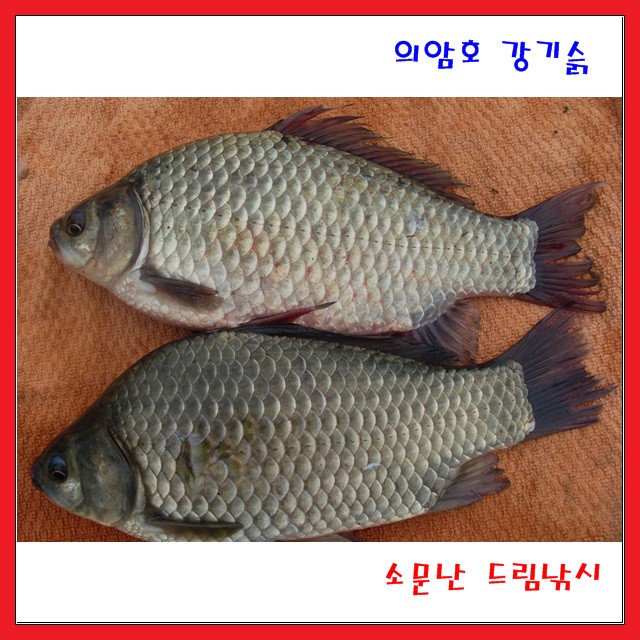 오늘은토종월척,의암호,소문난드림낚시입니다