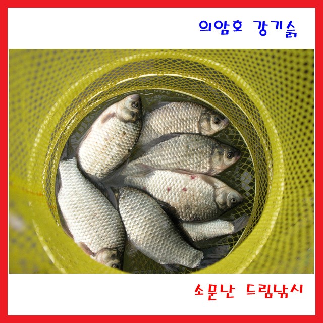 붕어들이예쁘네요,의암호,소문난드림낚시입니다.