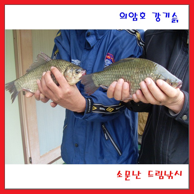 마라톤떠난자리에월척급붕어들이,의암호,소문난드림낚시입니다.