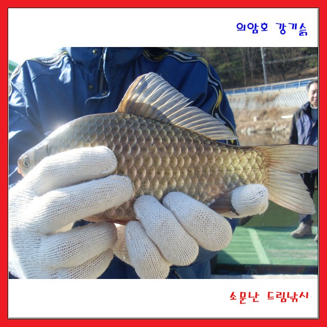 토종 붕어가 나오네요.