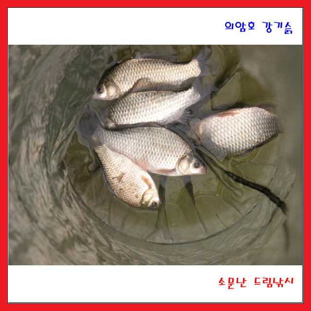 토종 붕어 5마리.