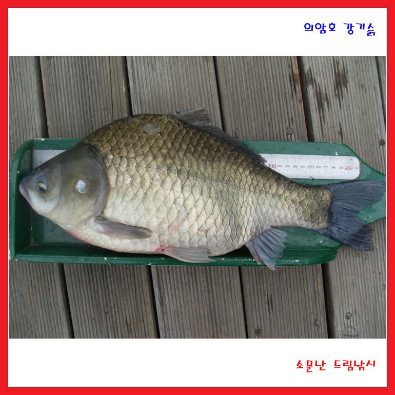 토종붕어10마리 와 떡 44cm.