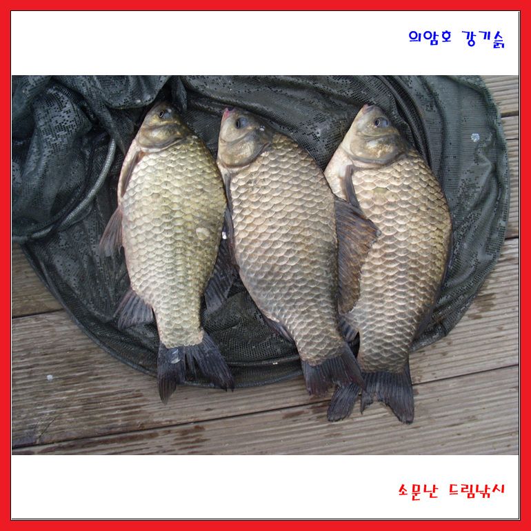 소문난드림,주말 조황입니다.