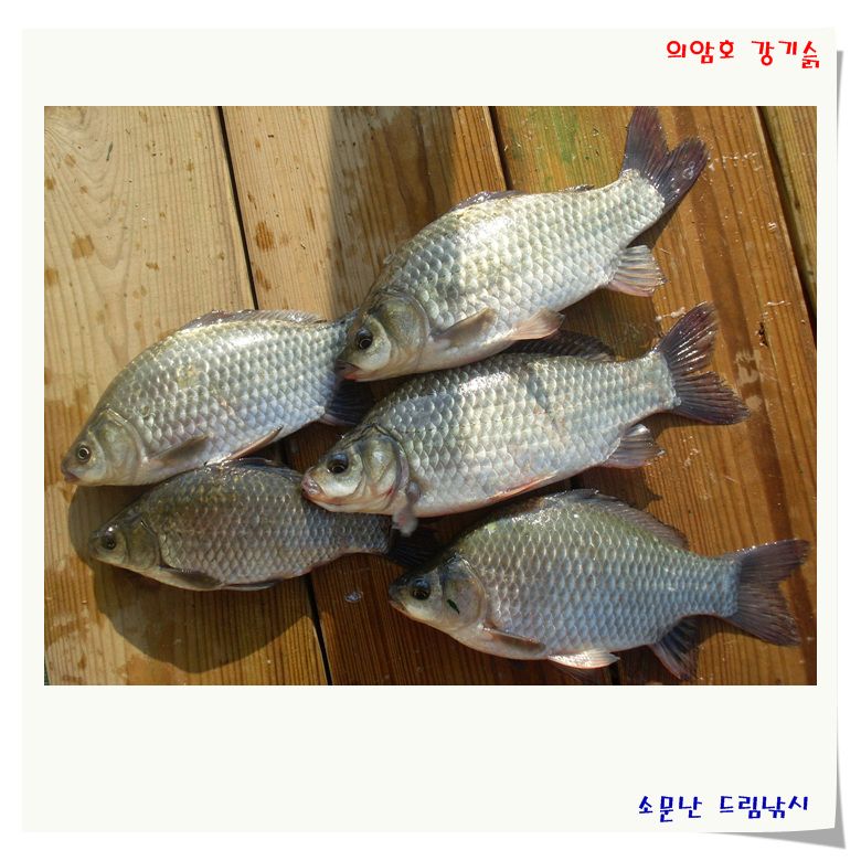 조황 정보 입니다.