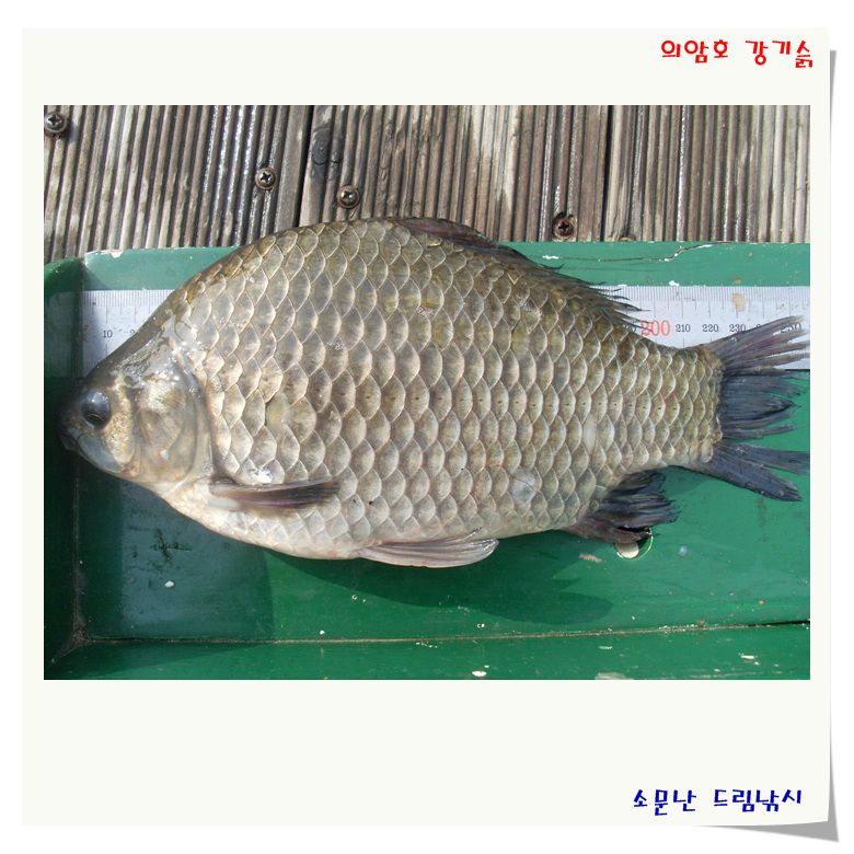 조황이 9월의 마지막 입니다._