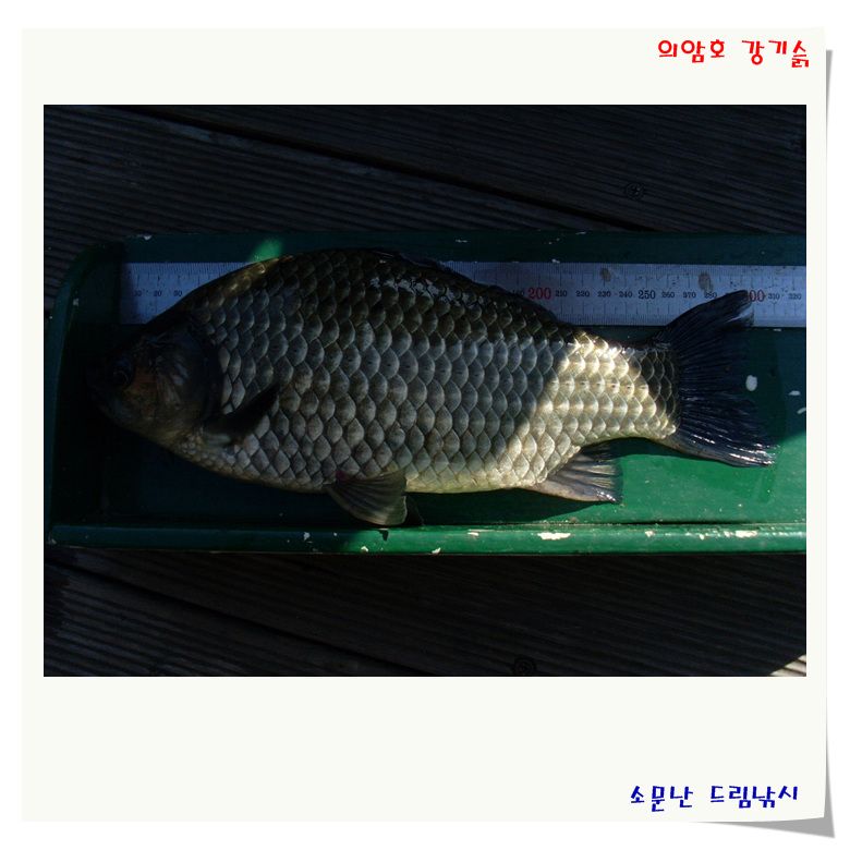 월척은 그래도 나옵니다.