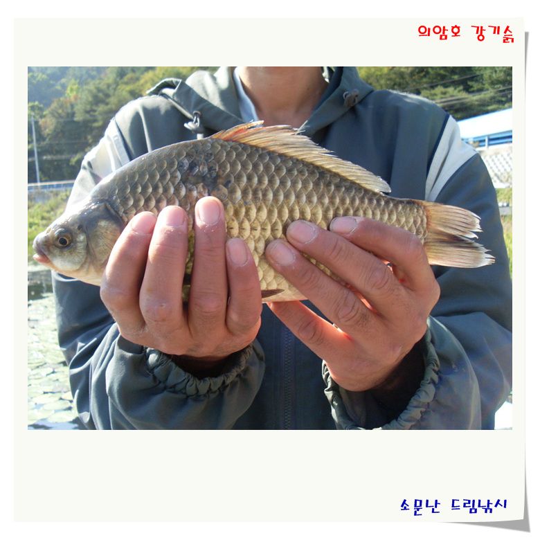 주말 조황 입니다.의암호 강기슭,소문난 드림낚시 입니다.