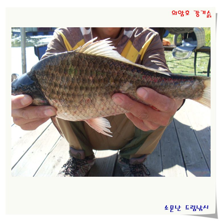 깊어만가는 가을 조황 입니다.