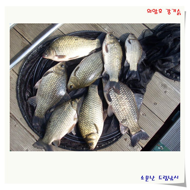 조황이 매우 좋습니다.