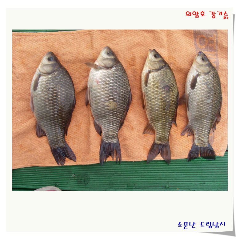 월척급 붕어가 나옵니다.