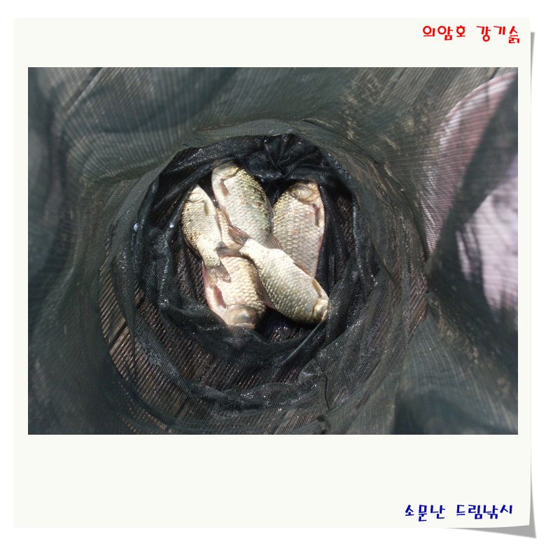 붕어가나오는,소문난드림낚시입니다.