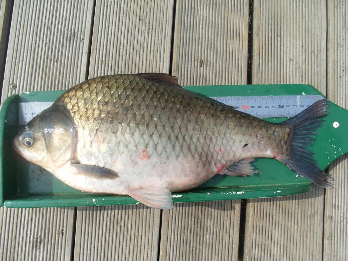 조황정보 및 소문난 풍광 입니다.