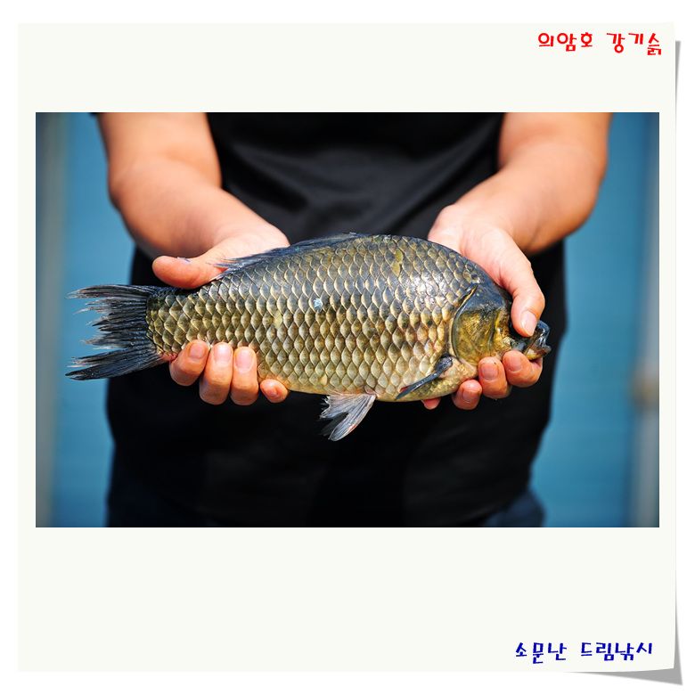 토종34cm,떡41cm가 외대에 걸렸네요.