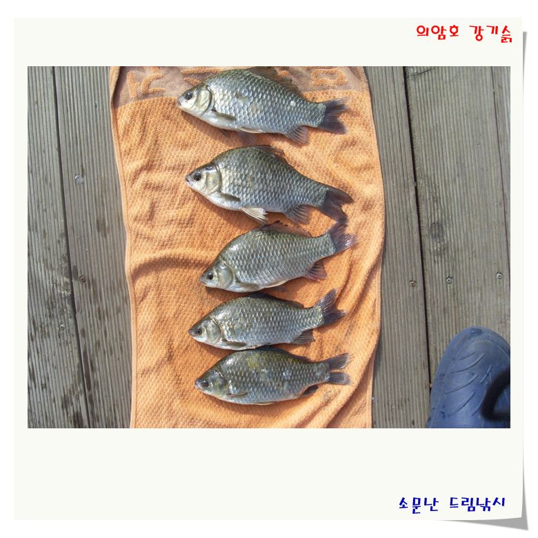 고맙게도 여름 포인트에서 붕어가 나와주네요.