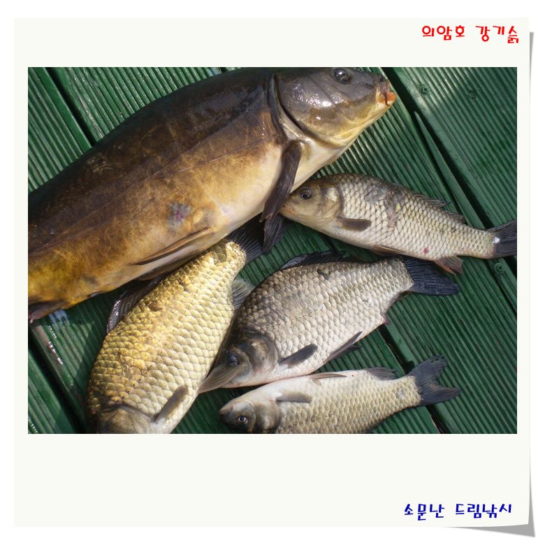 제법 나오네요.