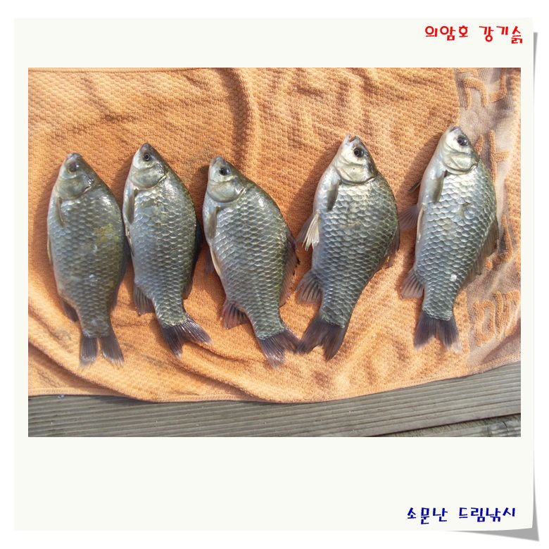 주말 조황 입니다.