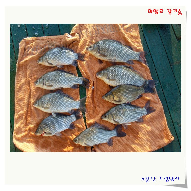 의암댐 수상좌대 대박난 소문난 드림낚시 입니다.
