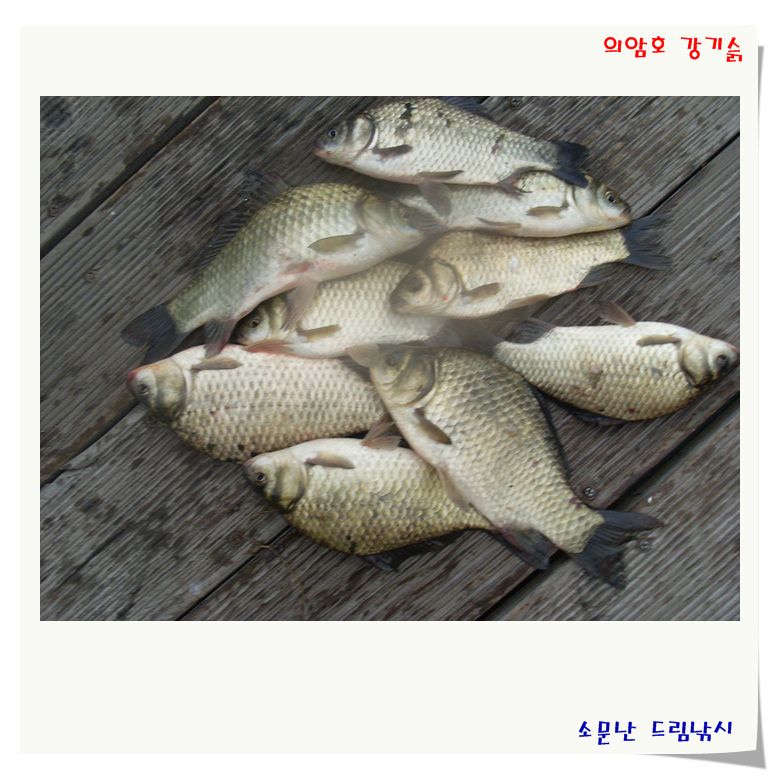 마릿수에월척,소문난드림낚시입니다.춘천,의암댐.