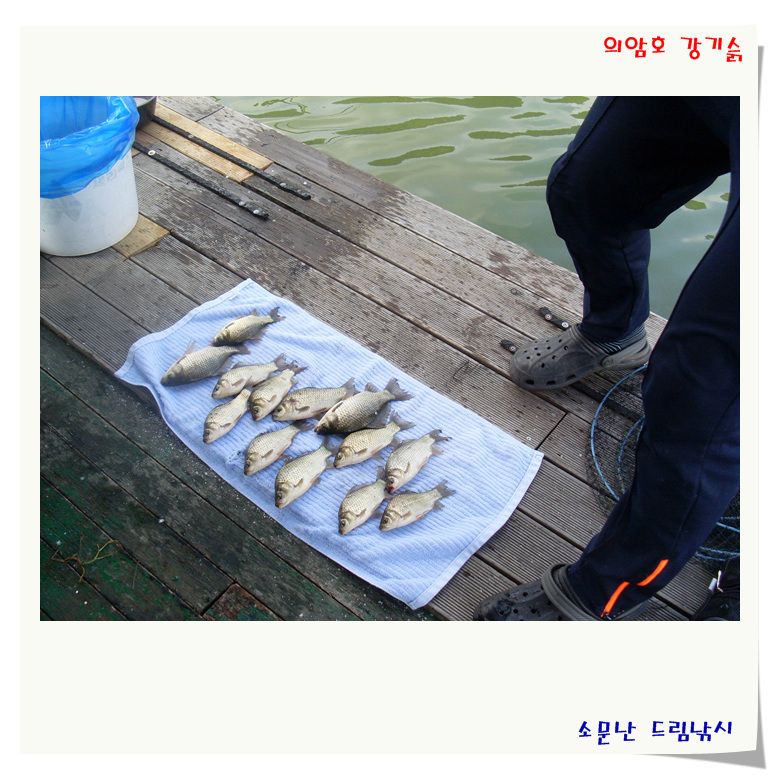 춘천,의암,소문난드림낚시,한가위 조황 정보 입니다.