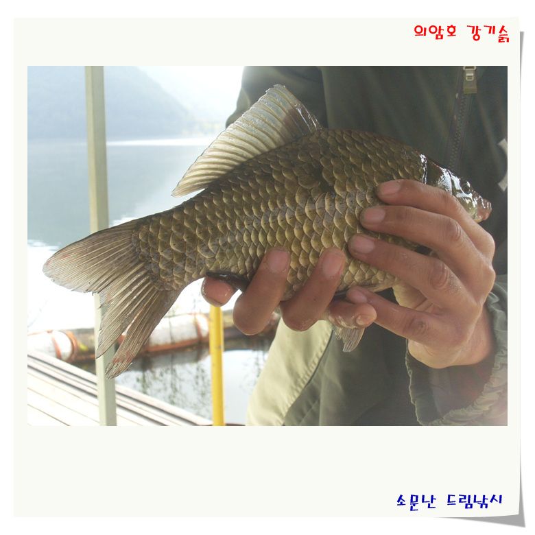월쳑에 월척 이네여.춘천 소문난 드림낚시 입니다.