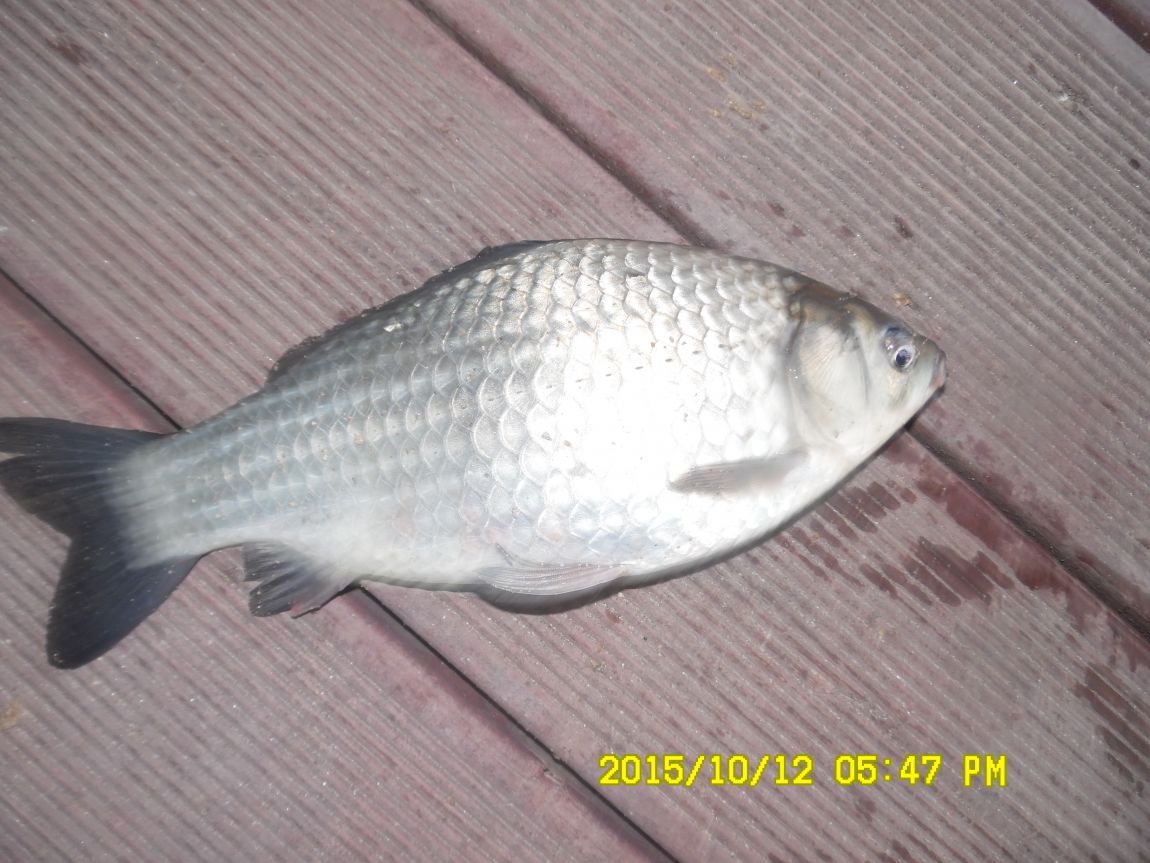 10¿ù11ÀÏ~14ÀÏ 034.JPG