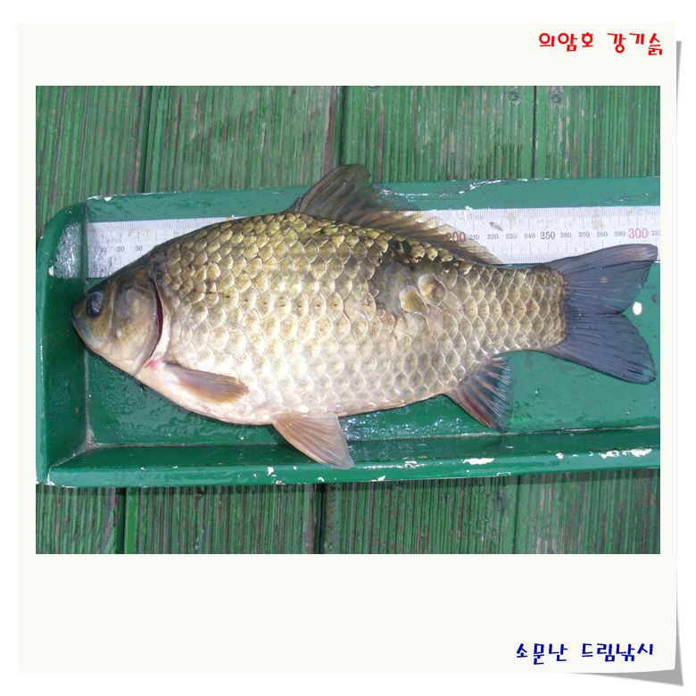 심심치않는 월척 이네여.