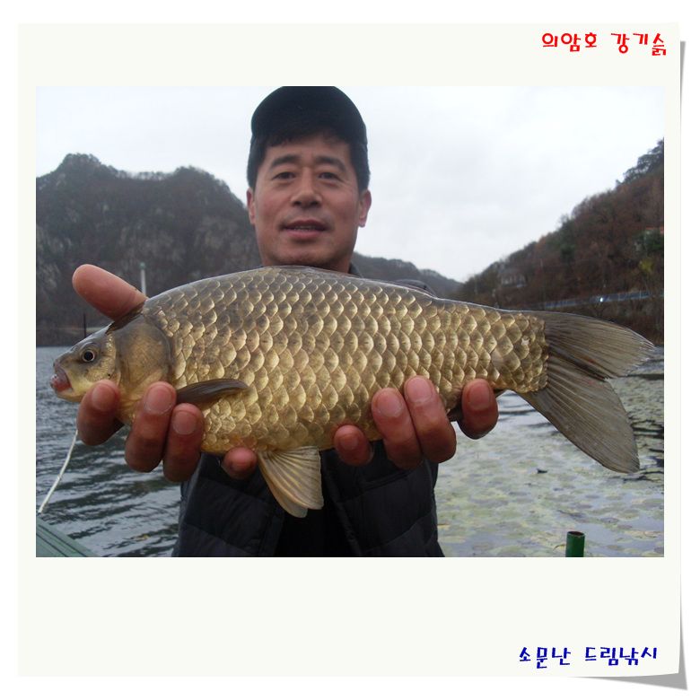 토종하고도 35cm 입니다.