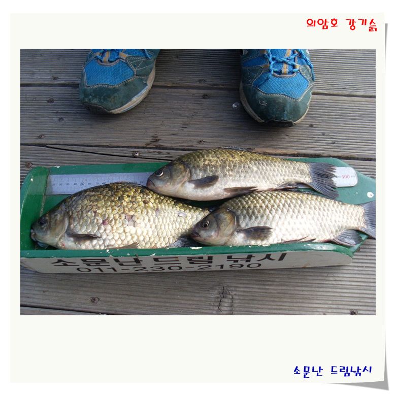 의암호 소문난 드림낚시 어제 오늘 조황중에서 발췌했습니다.